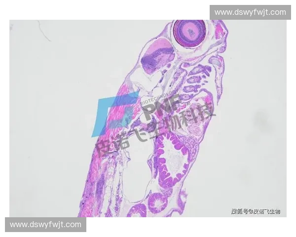 以弧顶控制为核心的结构稳定与形态优化关键技术研究方法与应用